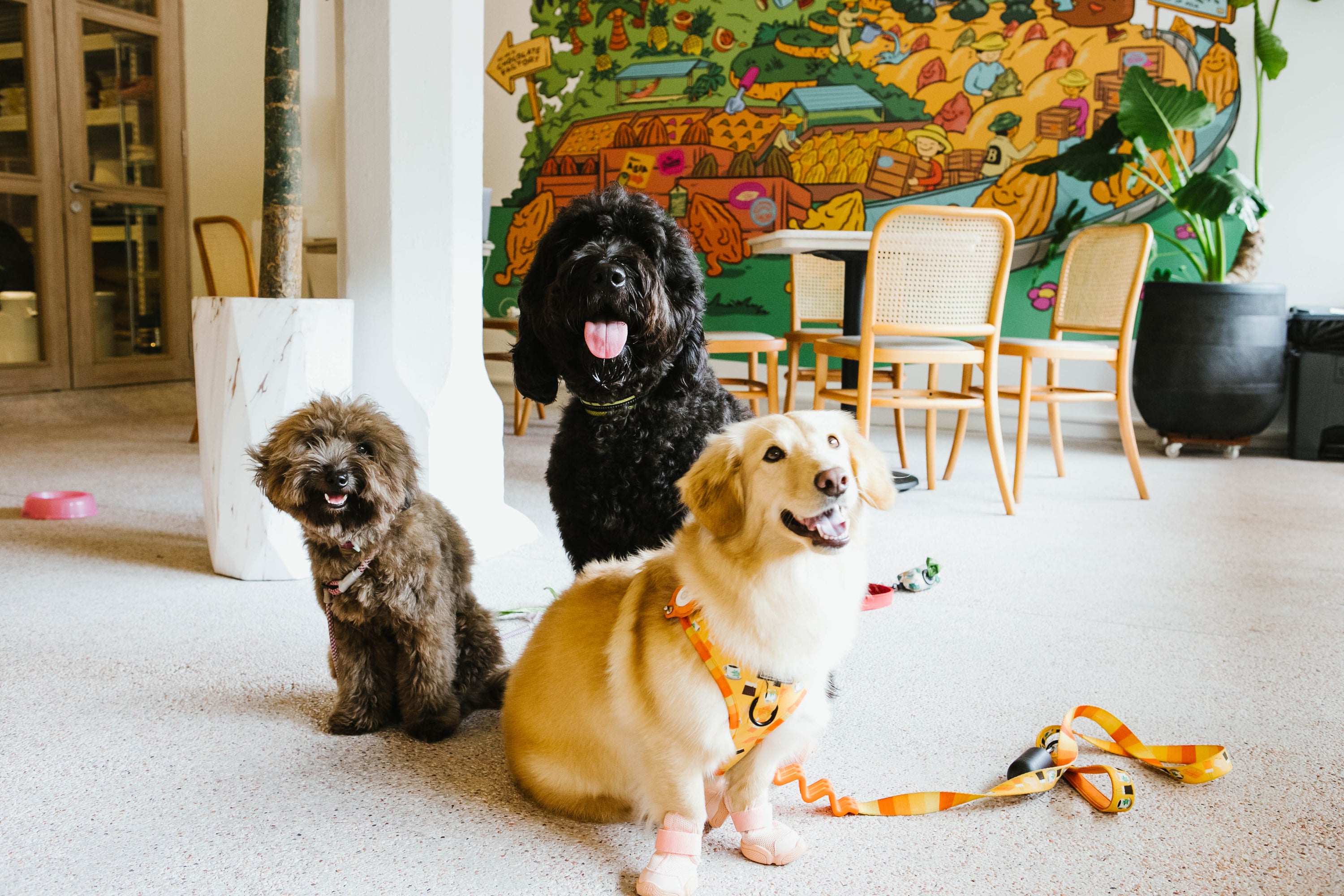Dog-friendly Dempsey Cafe
